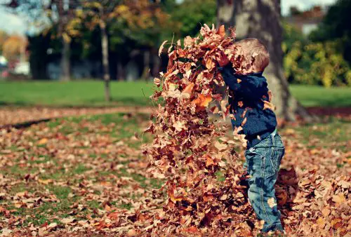 Leaves in the air