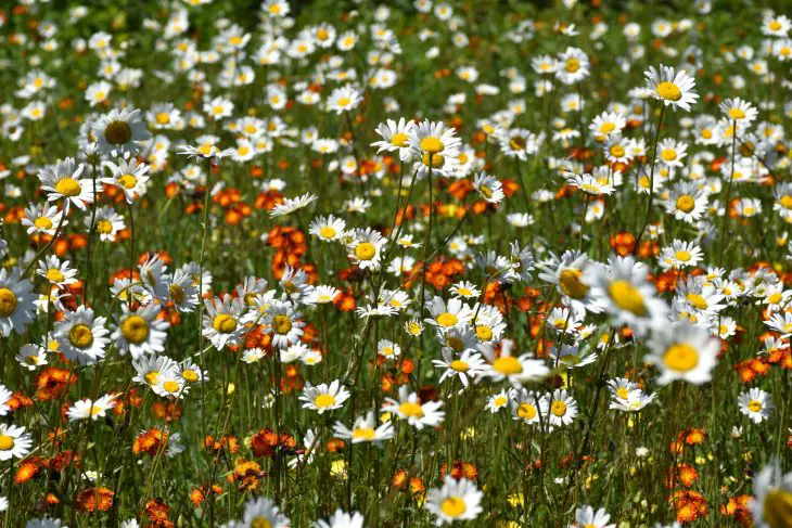 A field in bloom in summer, Sainte-Apolline, Québec, Canada
