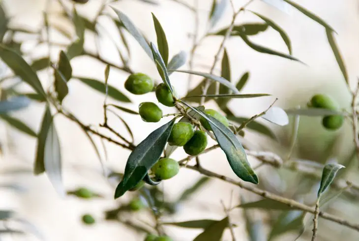 olive tree with ripe olives