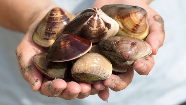 can you eat clam chowder while pregnant